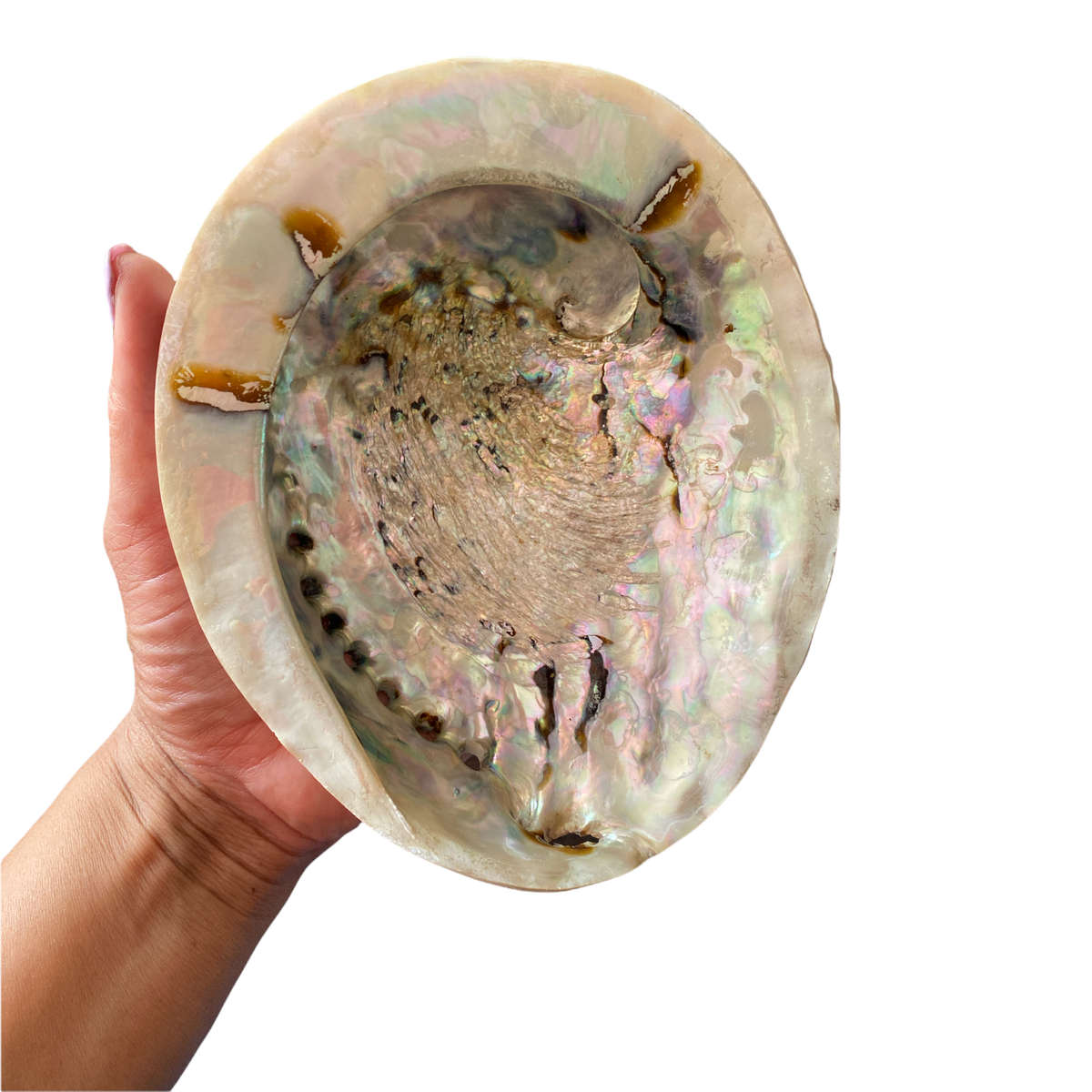 Abalone Shell - XL- 16cm to 18cm