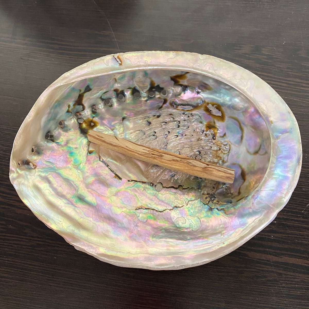 Abalone Shell - XL- 16cm to 18cm