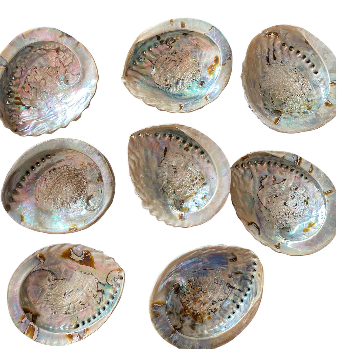 Abalone Shell - XL- 16cm to 18cm