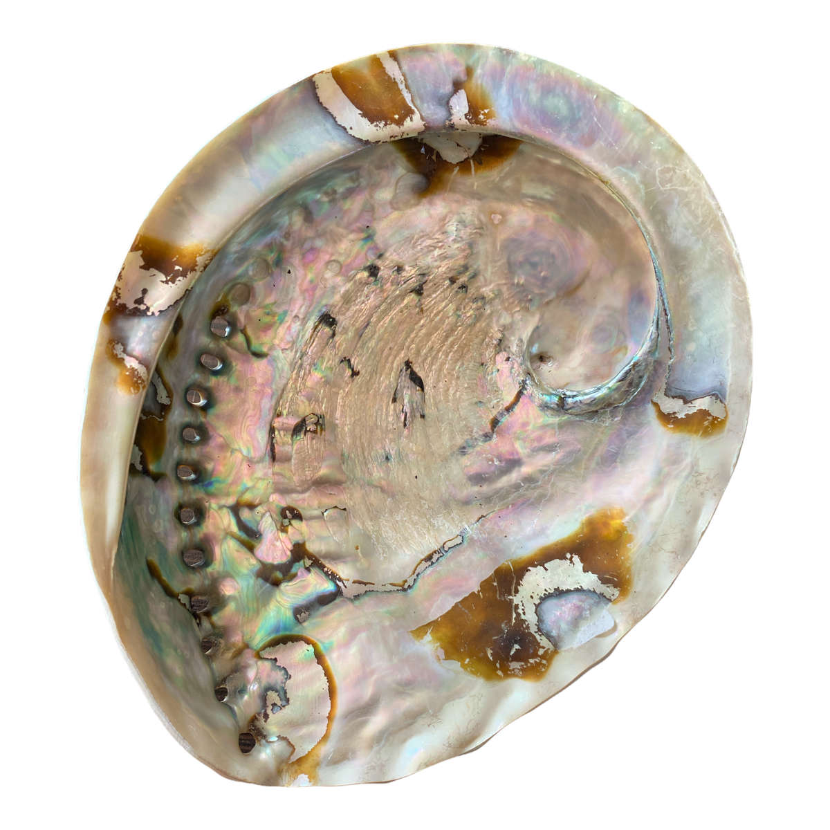 Abalone Shell - XL- 16cm to 18cm