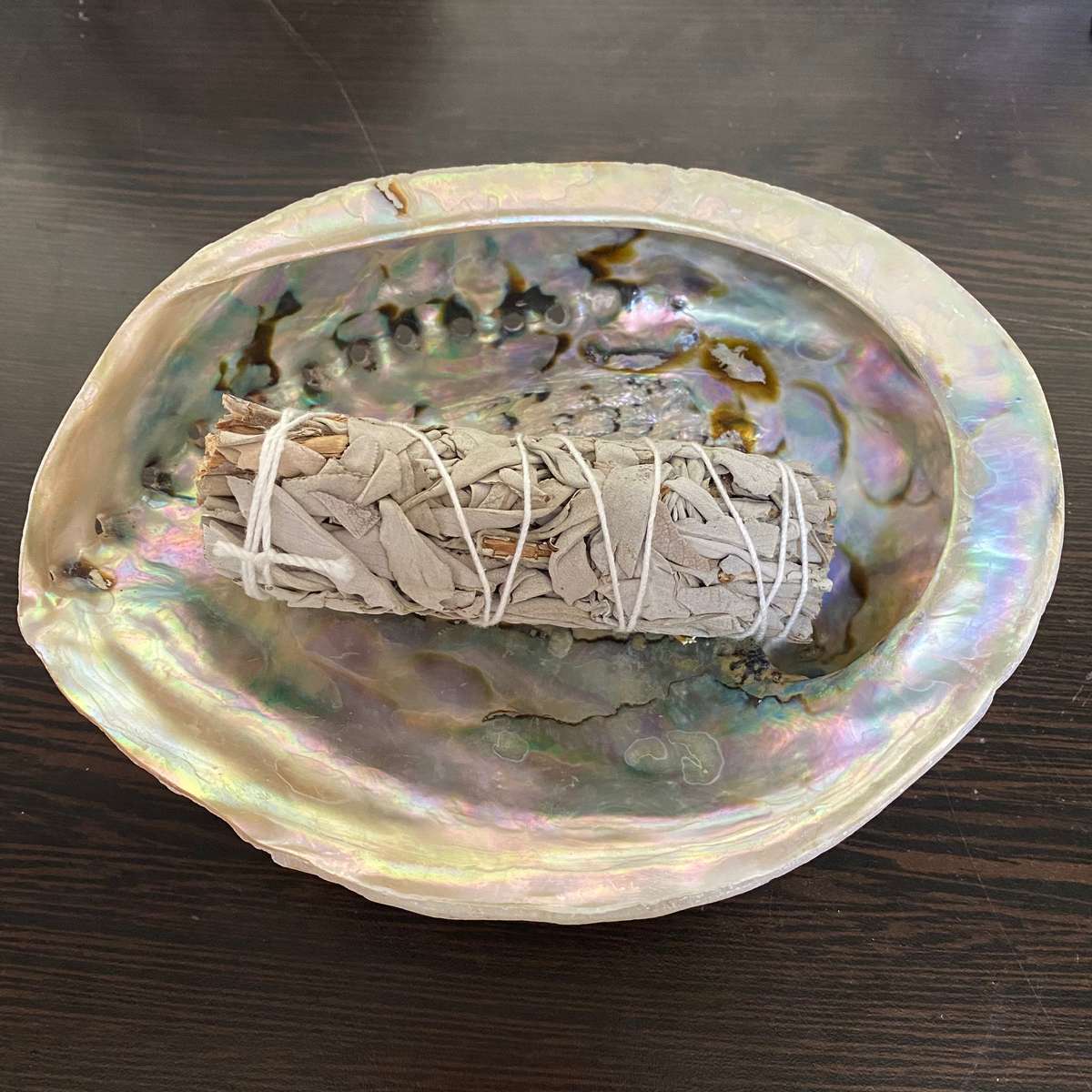 Abalone Shell - XL- 16cm to 18cm