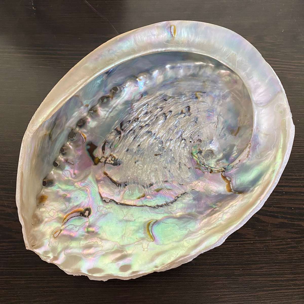 Abalone Shell - XL- 16cm to 18cm