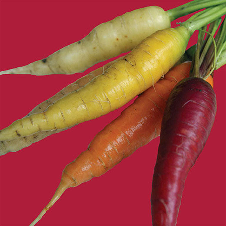 Carrot Rainbow Blend Seeds