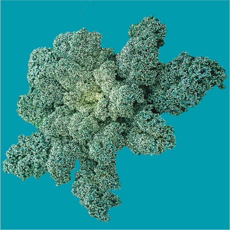 Kale Vates Blue Curled Seeds