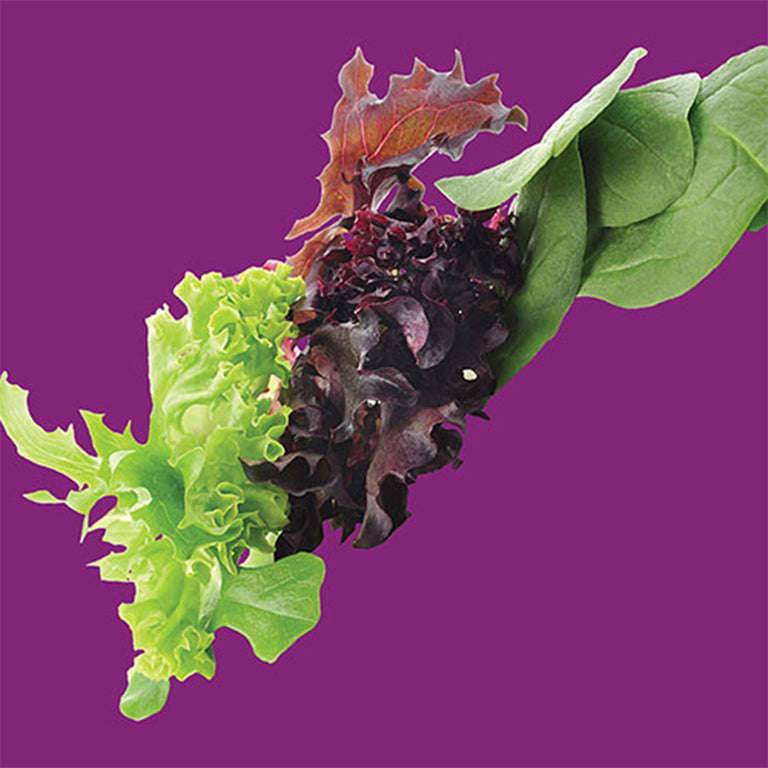 Lettuce Gourmet Salad Blend Seeds
