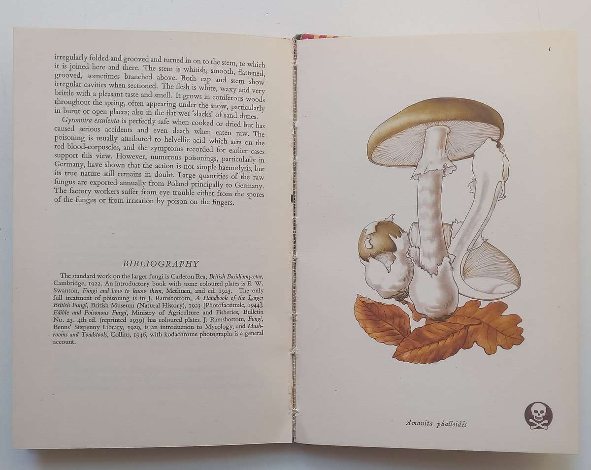 Poisonous Fungi (King Penguin) | John Ramsbottom