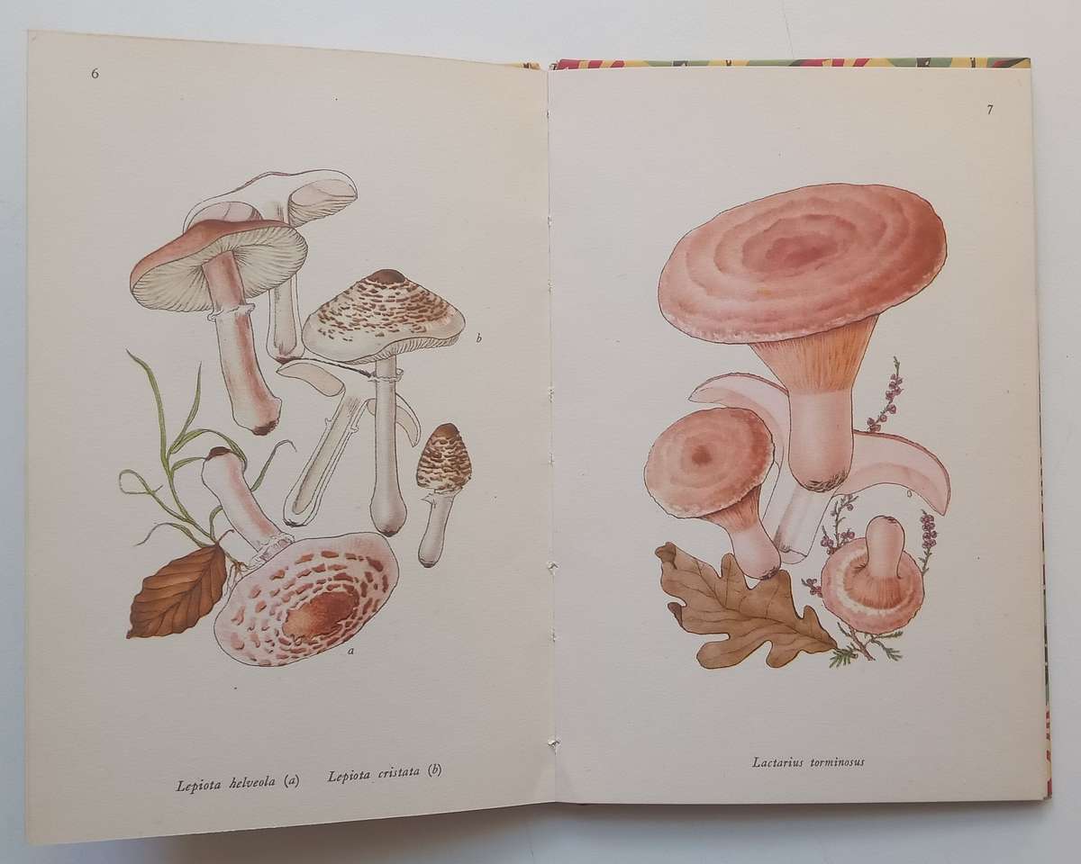 Poisonous Fungi (King Penguin) | John Ramsbottom