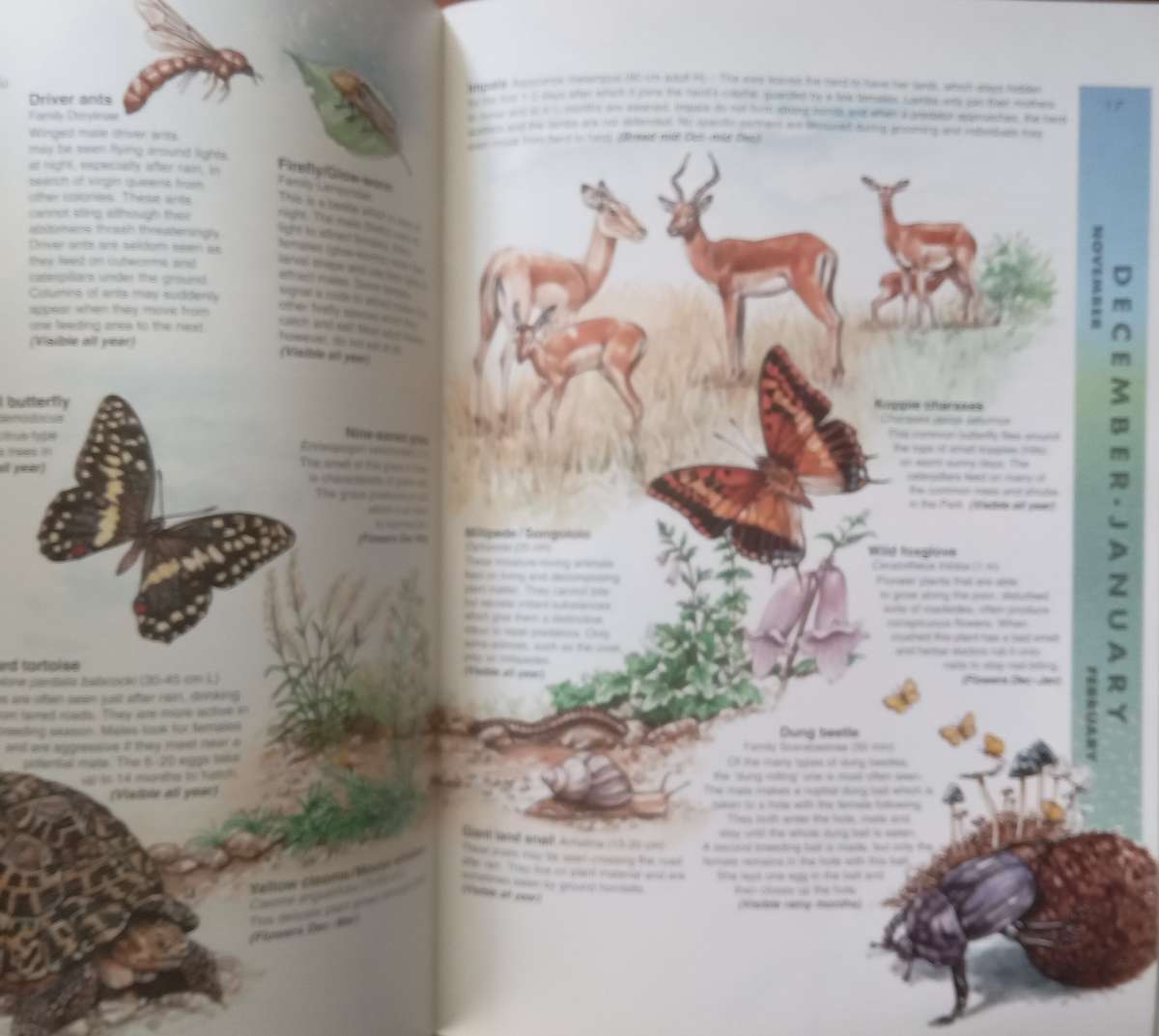 Kruger National Park Bushveld Seasons