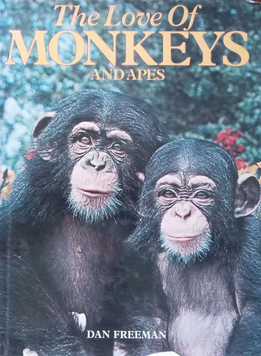 The Love of Monkeys and Apes | Dan Freeman