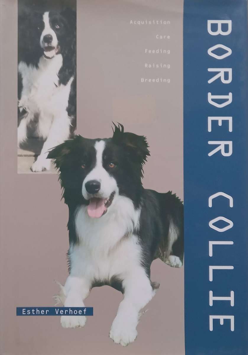 Border Collie | Esther Verhoef