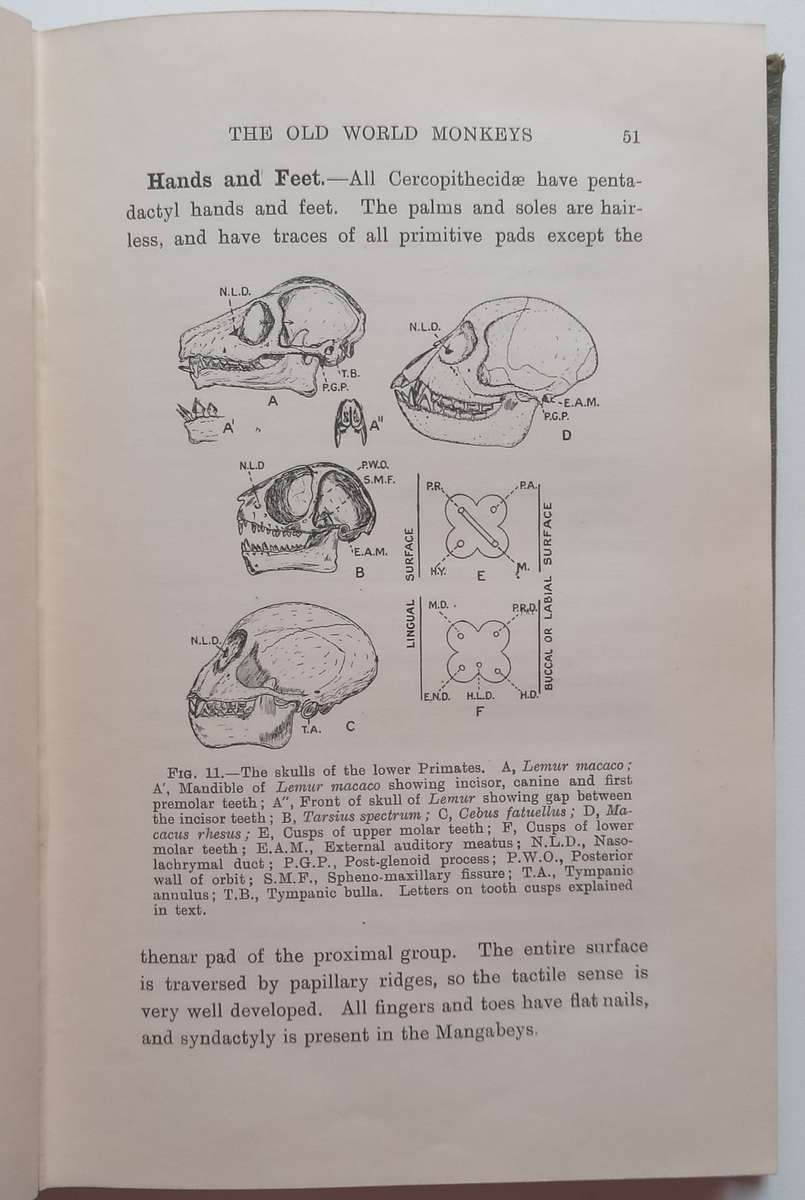 The Morphology and Evolution of the Apes and Man (Published 1924) | Charles F. Sonntag