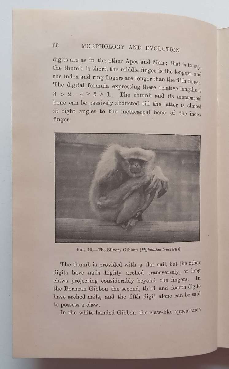 The Morphology and Evolution of the Apes and Man (Published 1924) | Charles F. Sonntag