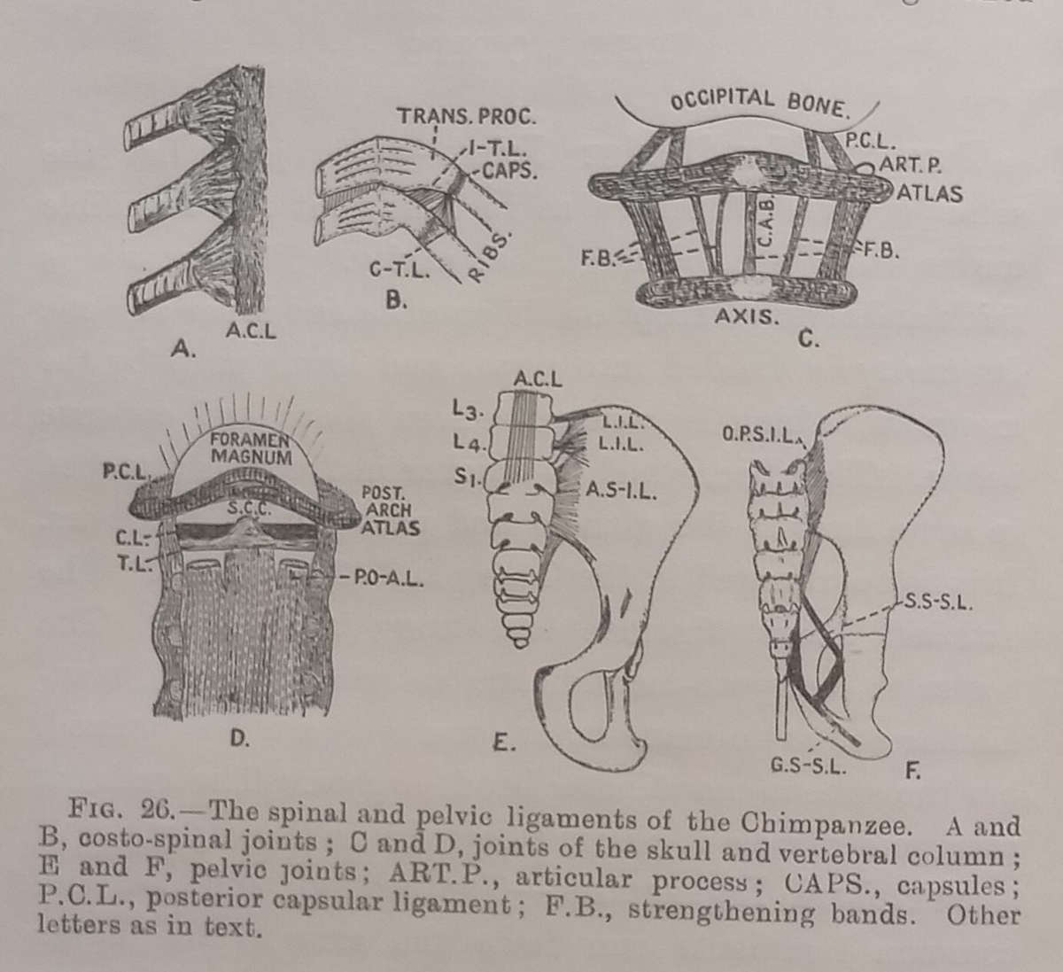 The Morphology and Evolution of the Apes and Man (Published 1924) | Charles F. Sonntag