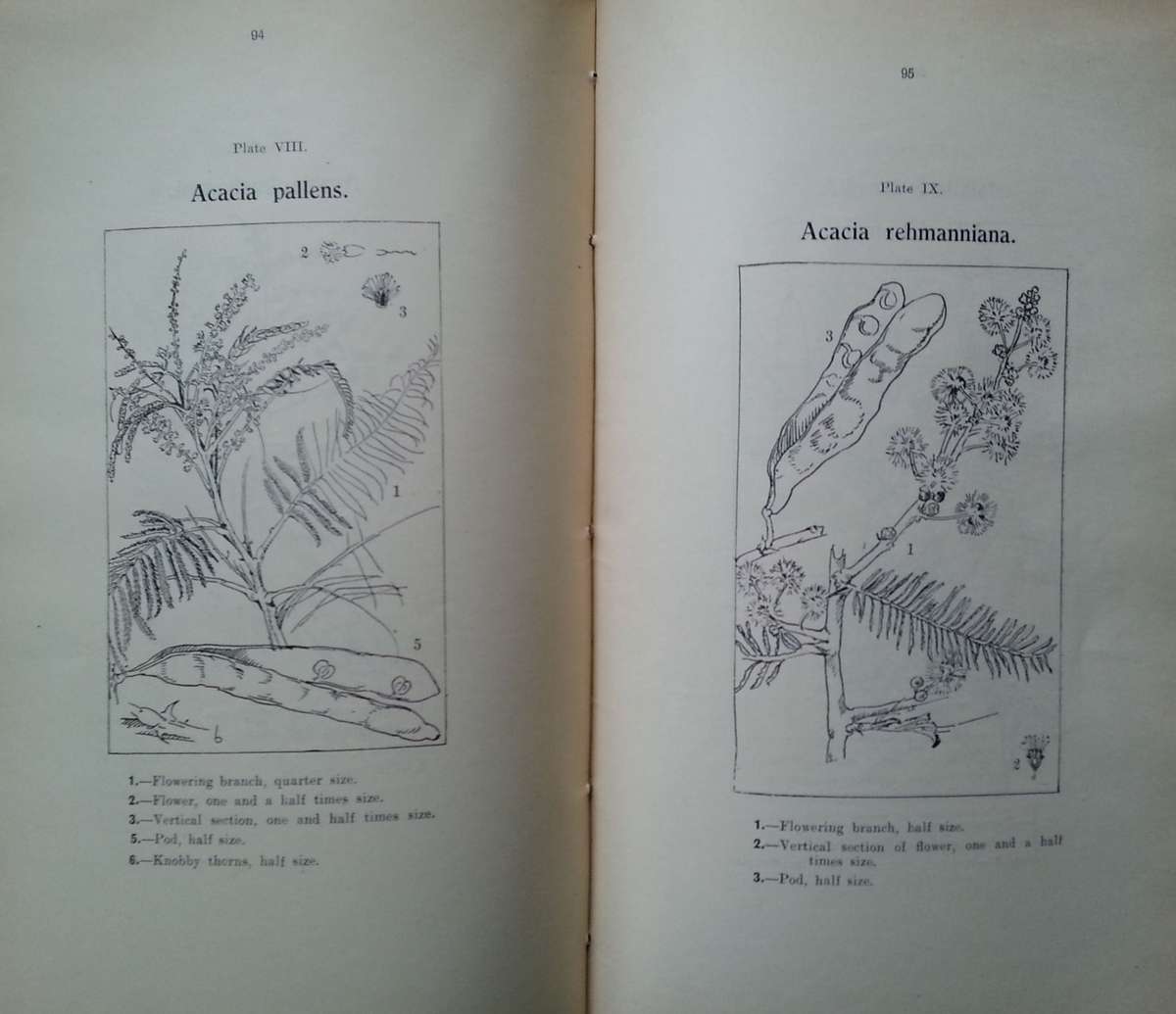 Some Trees, Shrubs and Lianes of Southern Rhodesia | E. C. Steedman
