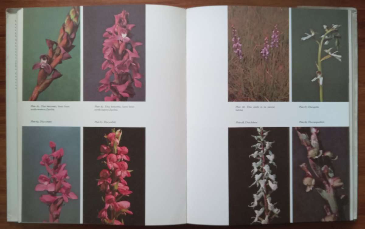 The Orchids of South Central Africa | Graham Williamson
