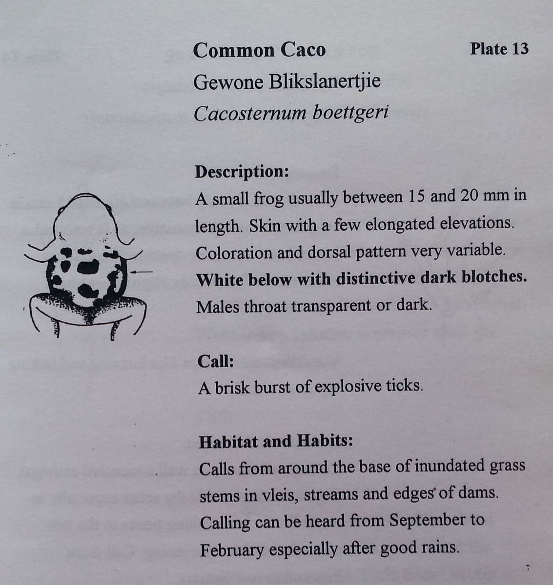 Frogs of Gauteng and North-West Province | M. C. Mason & V. C. Carruthers