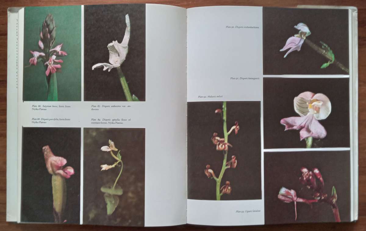 The Orchids of South Central Africa | Graham Williamson