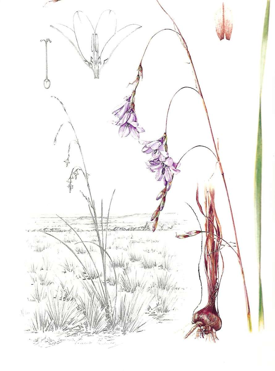 Dierama: The Hairbells of Africa | O. M. Hilliard & B. L. Burtt