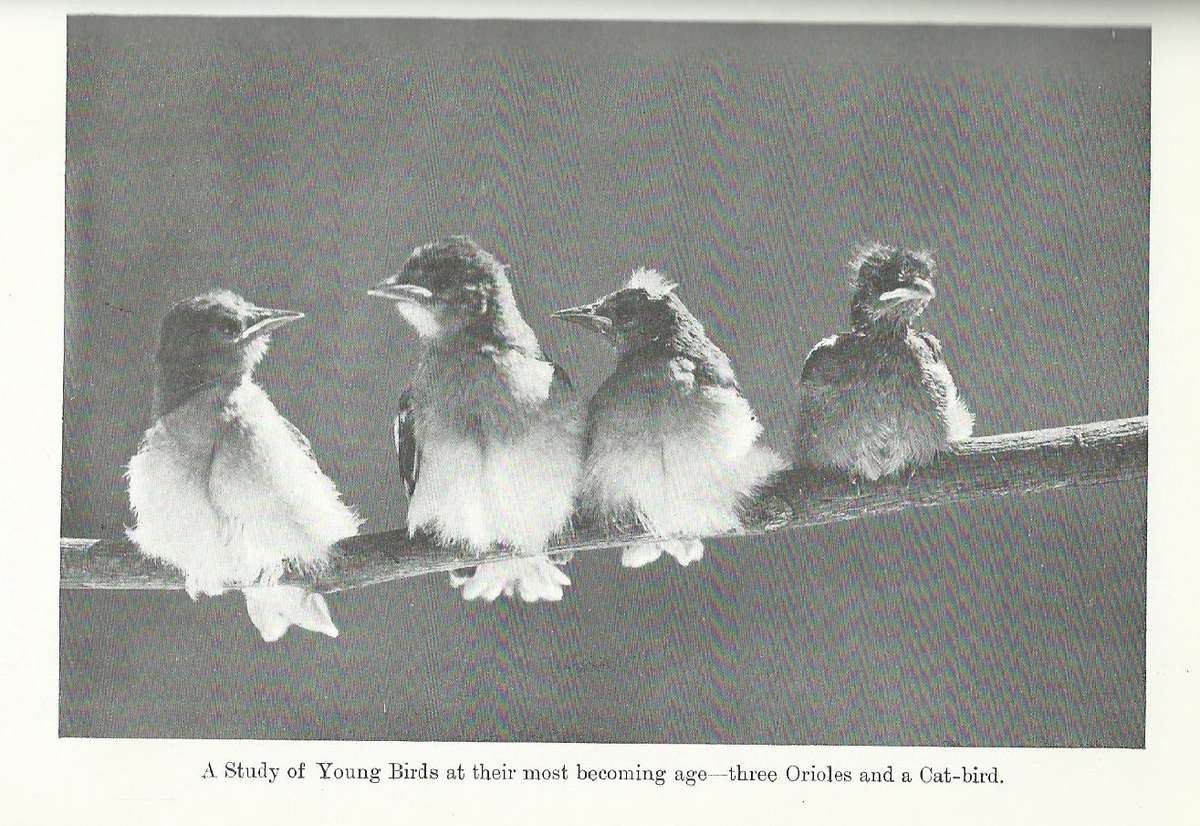 Wild Life and the Camera | A. Radclyffe Dugmore