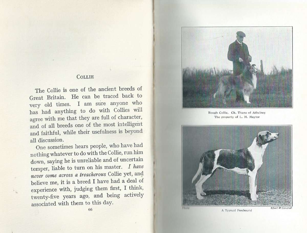 Points of the Dog (Published 1927) | T. W. Hancock Mountjoy