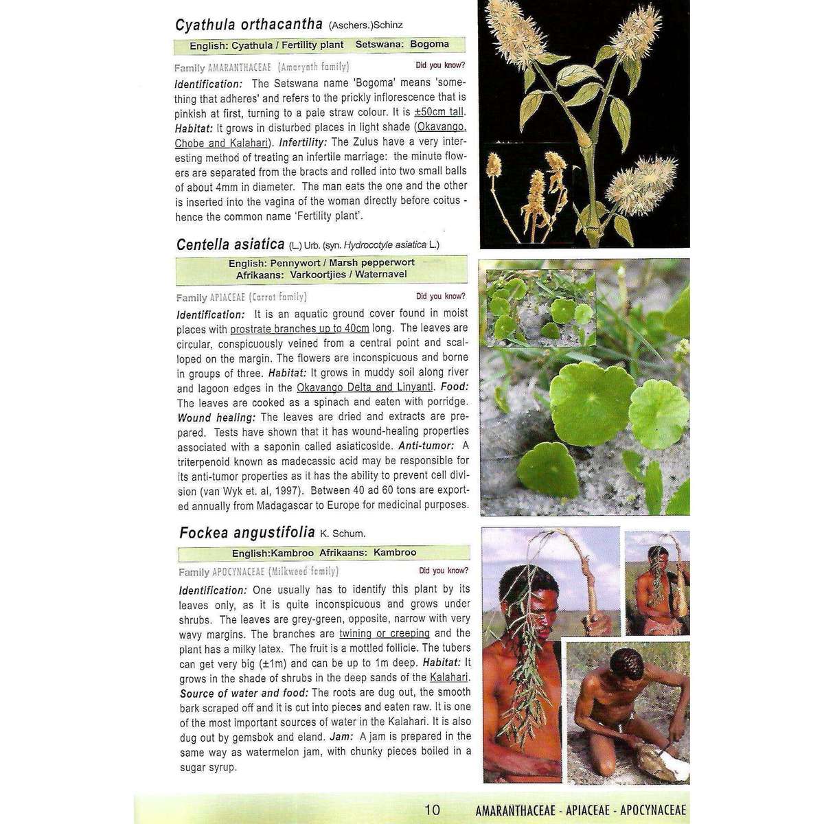 Wild Flowers, Waterplants and Grasses of the Okavango Delta and Kalahari | Veronica Roodt