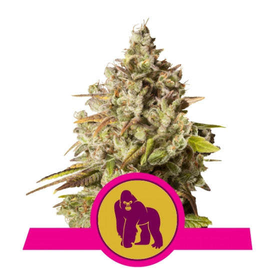 ROYAL GORILLA FEMINISED SEEDS x 3