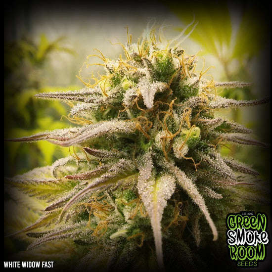 WHITE WIDOW FAST FEMINISED SEEDS x 3