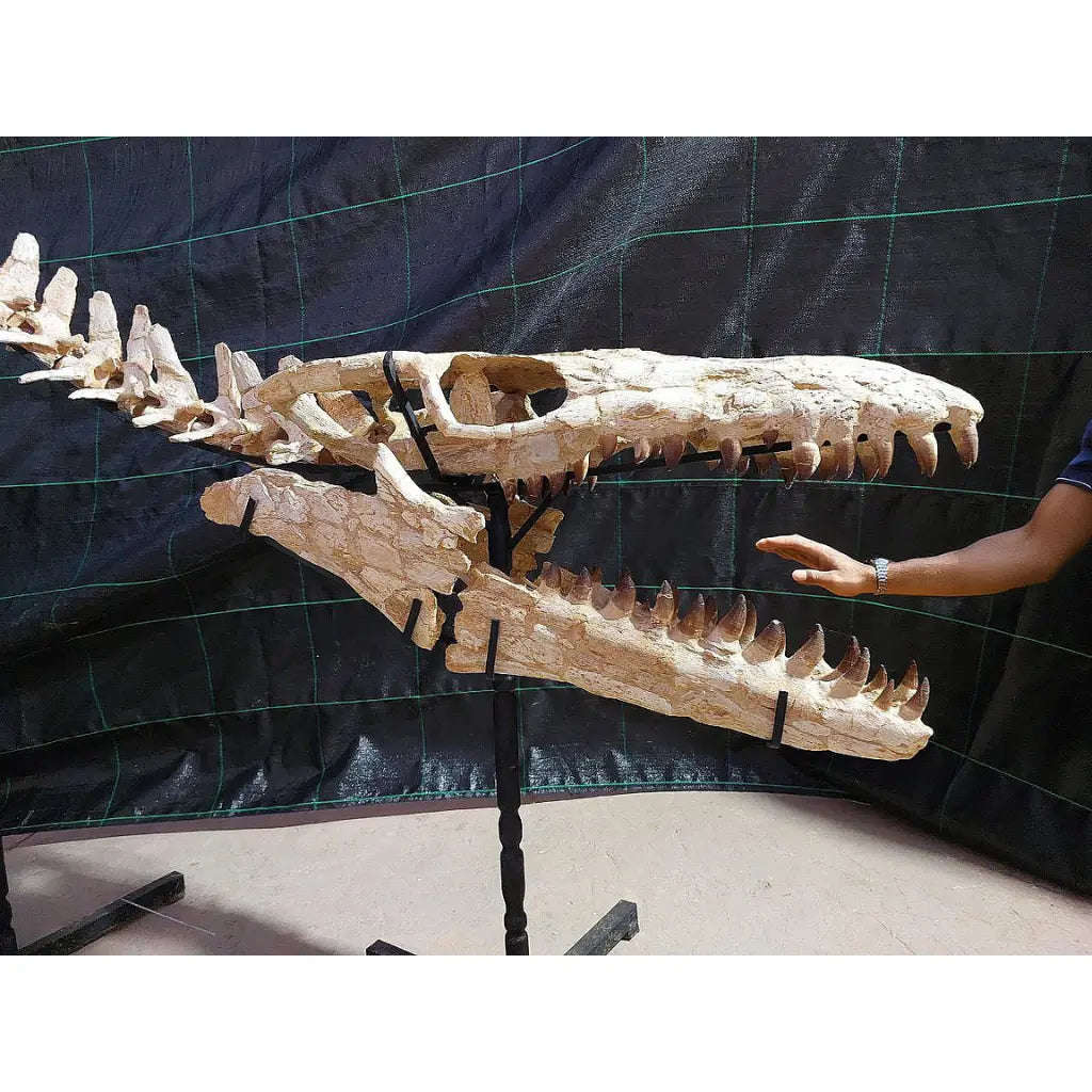 Prehistoric Mosasaur Tooth Fossil  Prognathodon from Khouribga