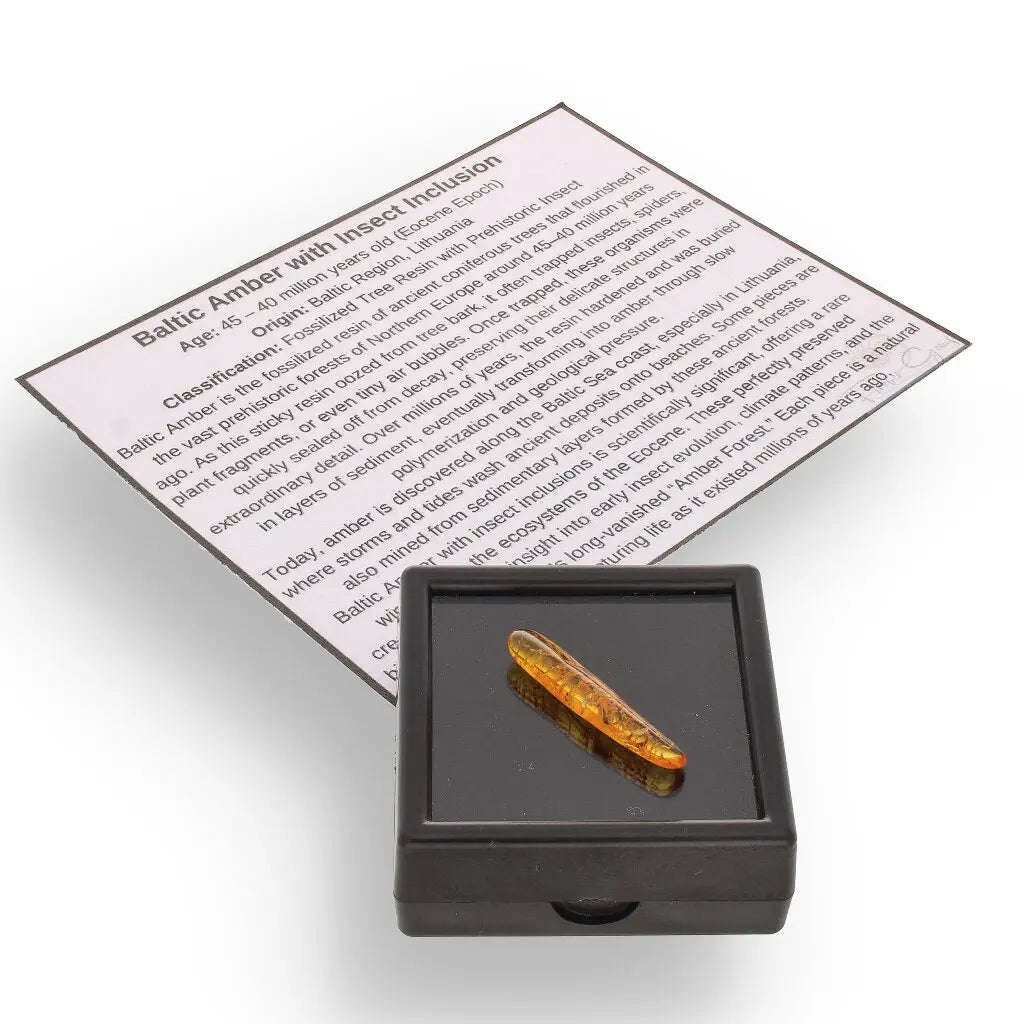 Genuine Baltic Amber: Ancient Insect Time Capsule Retry