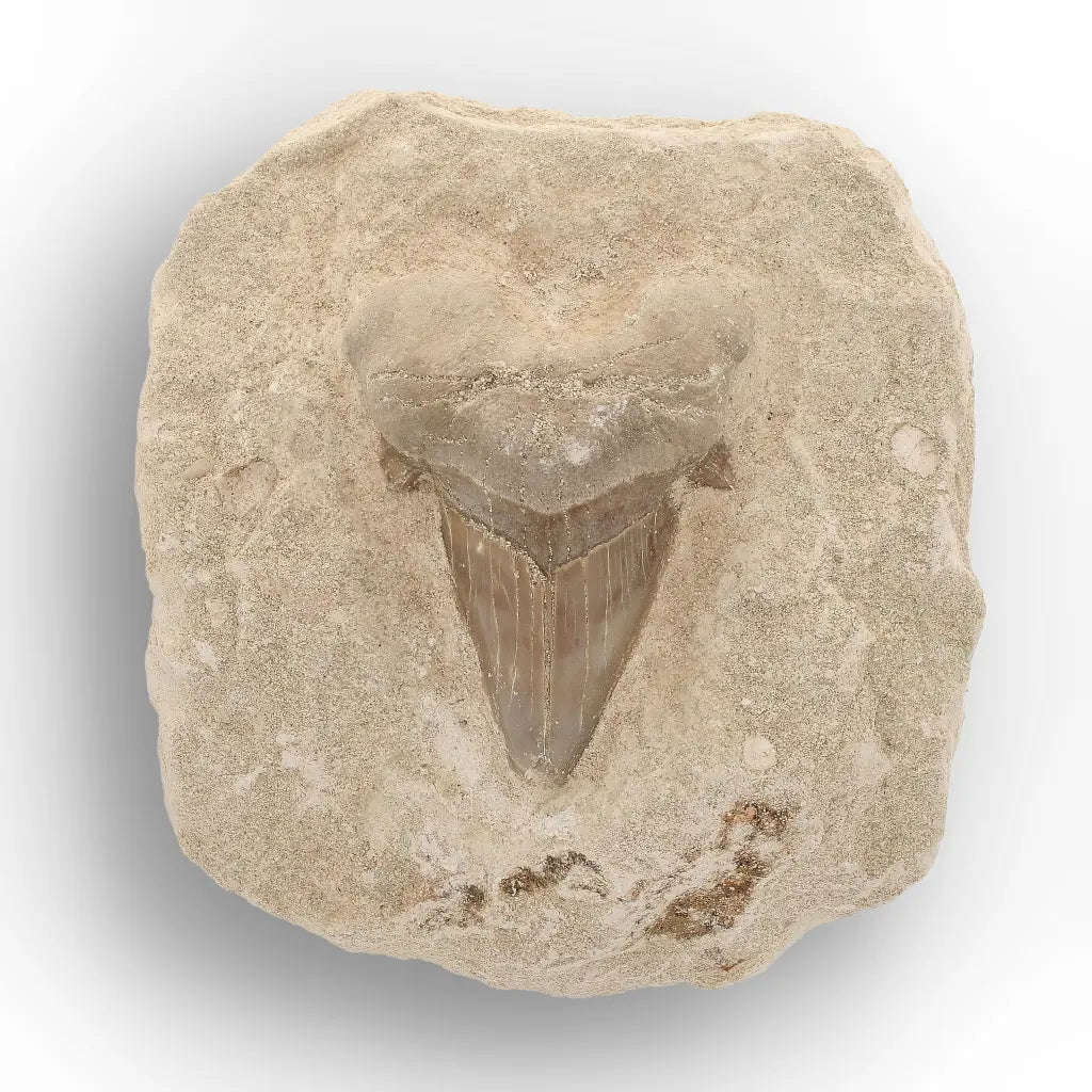 Otodus Obliquus Shark Tooth Display Fossil Morocco