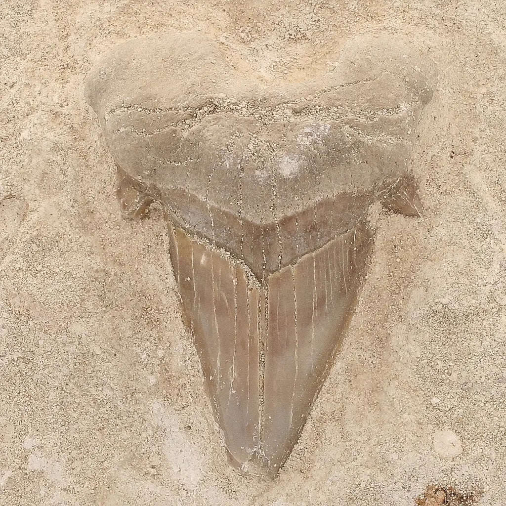 Otodus Obliquus Shark Tooth Display Fossil Morocco