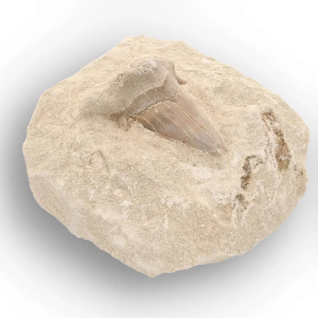 Otodus Obliquus Shark Tooth Display Fossil Morocco
