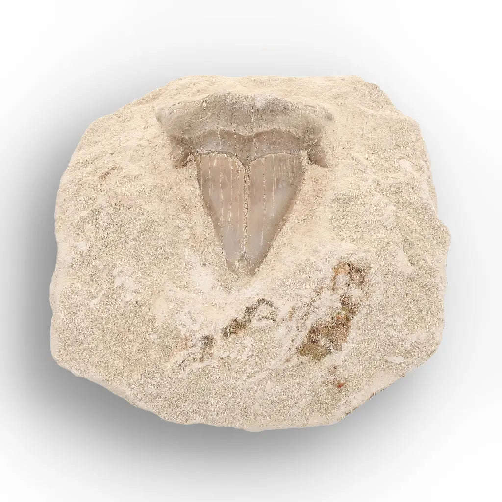 Otodus Obliquus Shark Tooth Display Fossil Morocco
