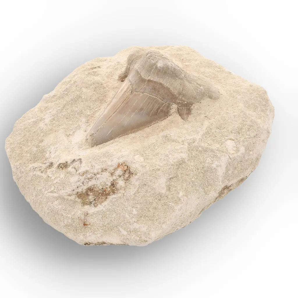 Otodus Obliquus Shark Tooth Display Fossil Morocco