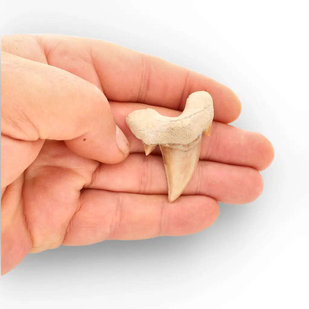 Authentic Otodus Obliquus Shark Tooth from Khouribga