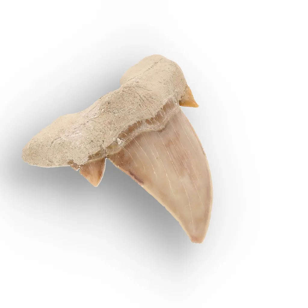 Authentic Otodus Obliquus Shark Tooth from Khouribga
