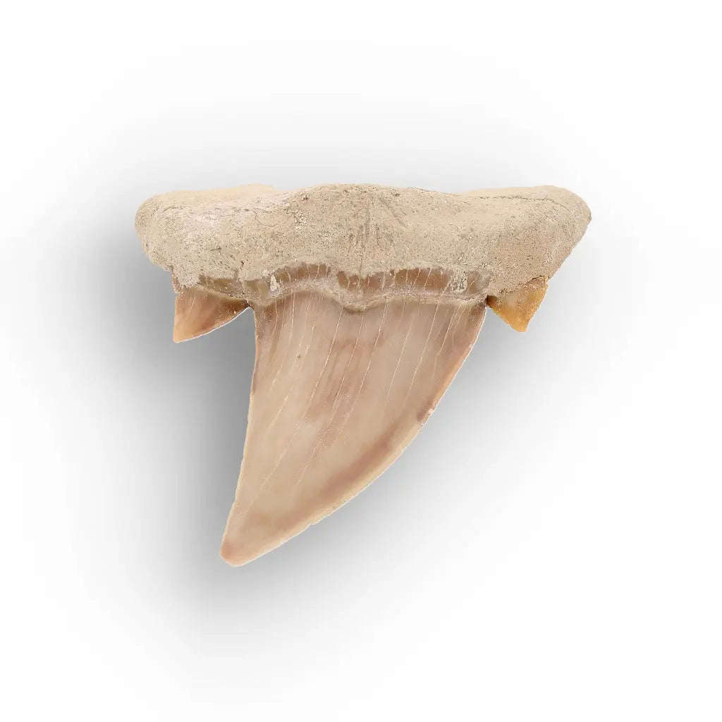Authentic Otodus Obliquus Shark Tooth from Khouribga