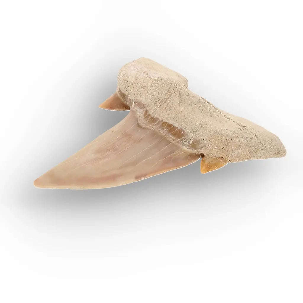 Authentic Otodus Obliquus Shark Tooth from Khouribga