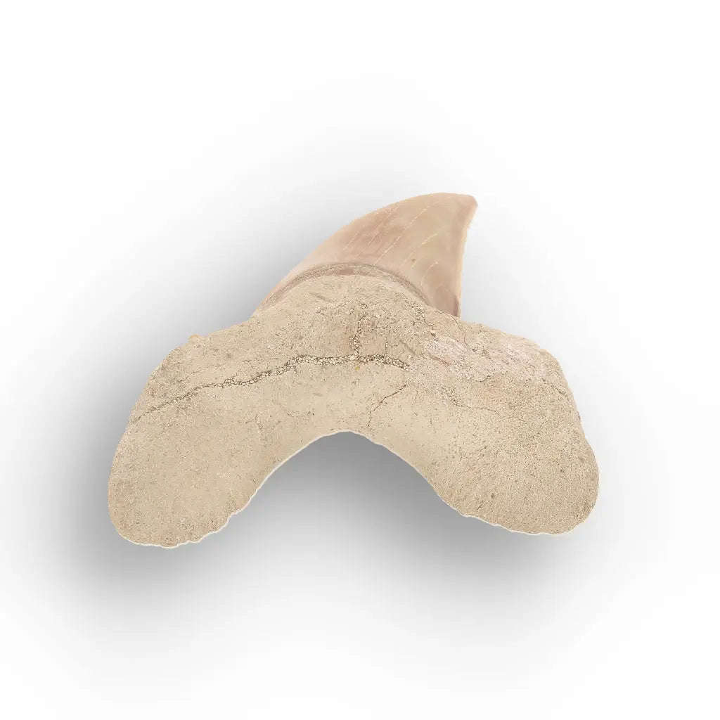 Authentic Otodus Obliquus Shark Tooth from Khouribga