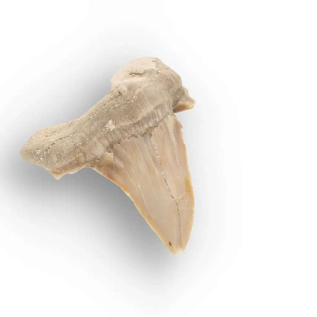 Moroccan Otodus Obliquus Shark Tooth Fossil Specimen