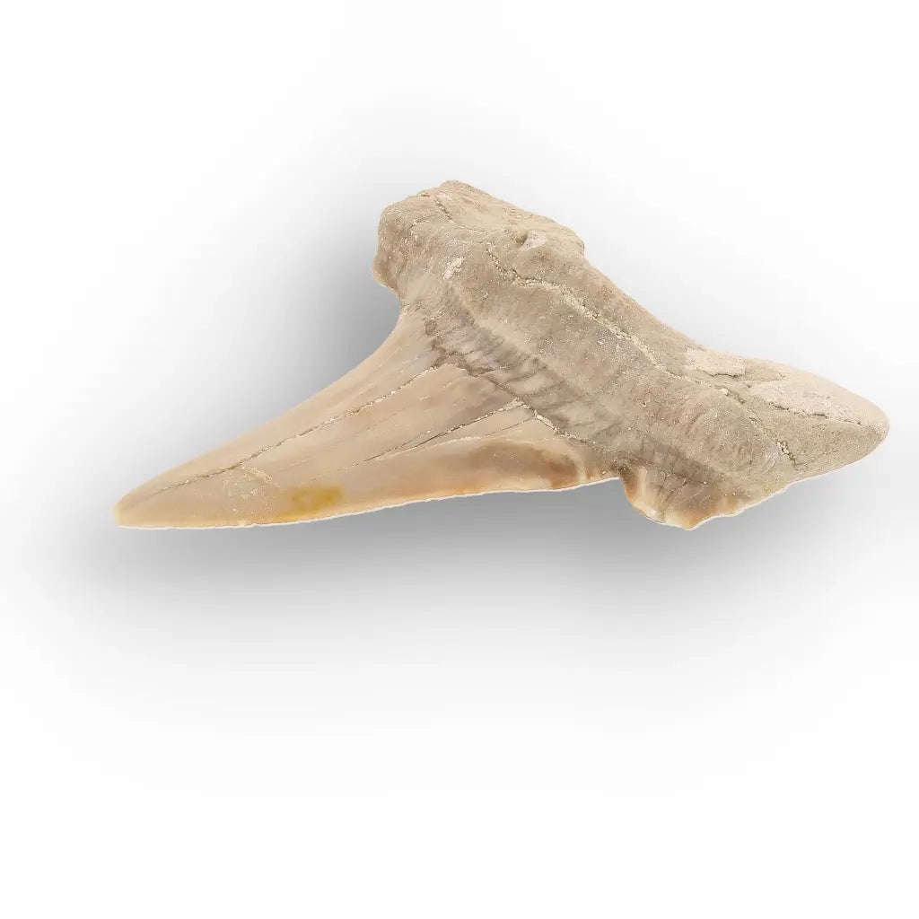 Moroccan Otodus Obliquus Shark Tooth Fossil Specimen