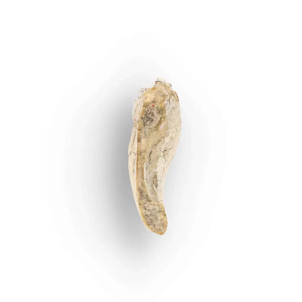 Oreodont Merycoidodon Jaw Fossil with Teeth  Wyoming