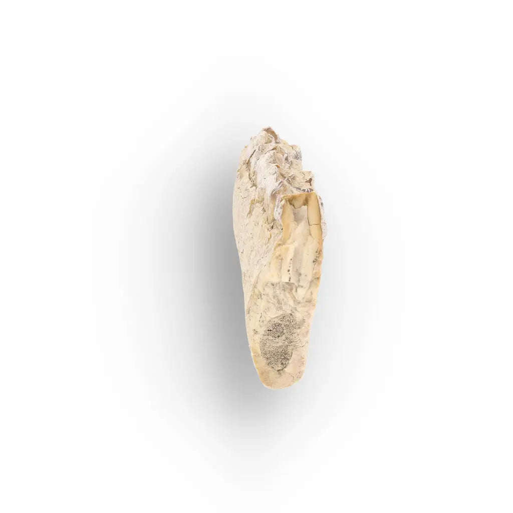 Oreodont Merycoidodon Jaw Fossil with Teeth  Wyoming