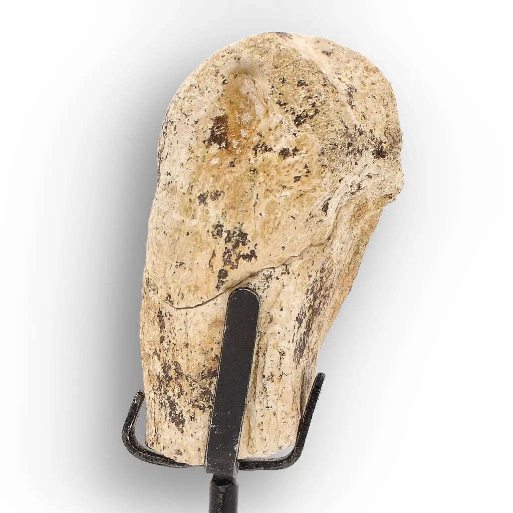 Authentic Megacerops Fossil Bone  White River Badlands