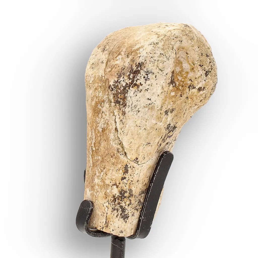 Authentic Megacerops Fossil Bone  White River Badlands