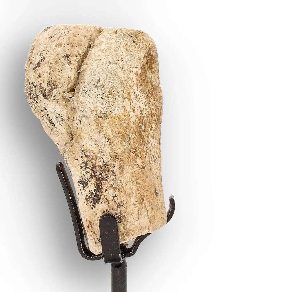 Authentic Megacerops Fossil Bone  White River Badlands