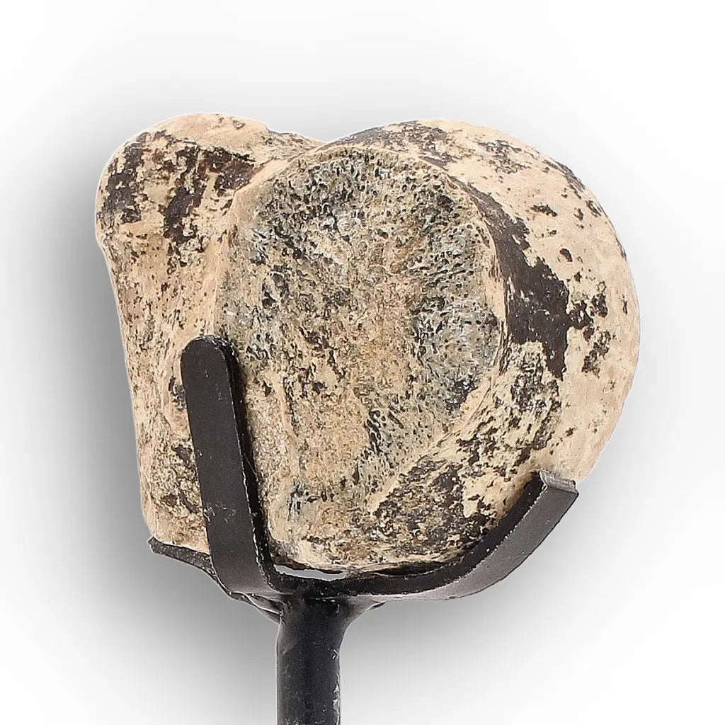 Megacerops (Brontotherium) Fossil Bone  Eocene Titanothere