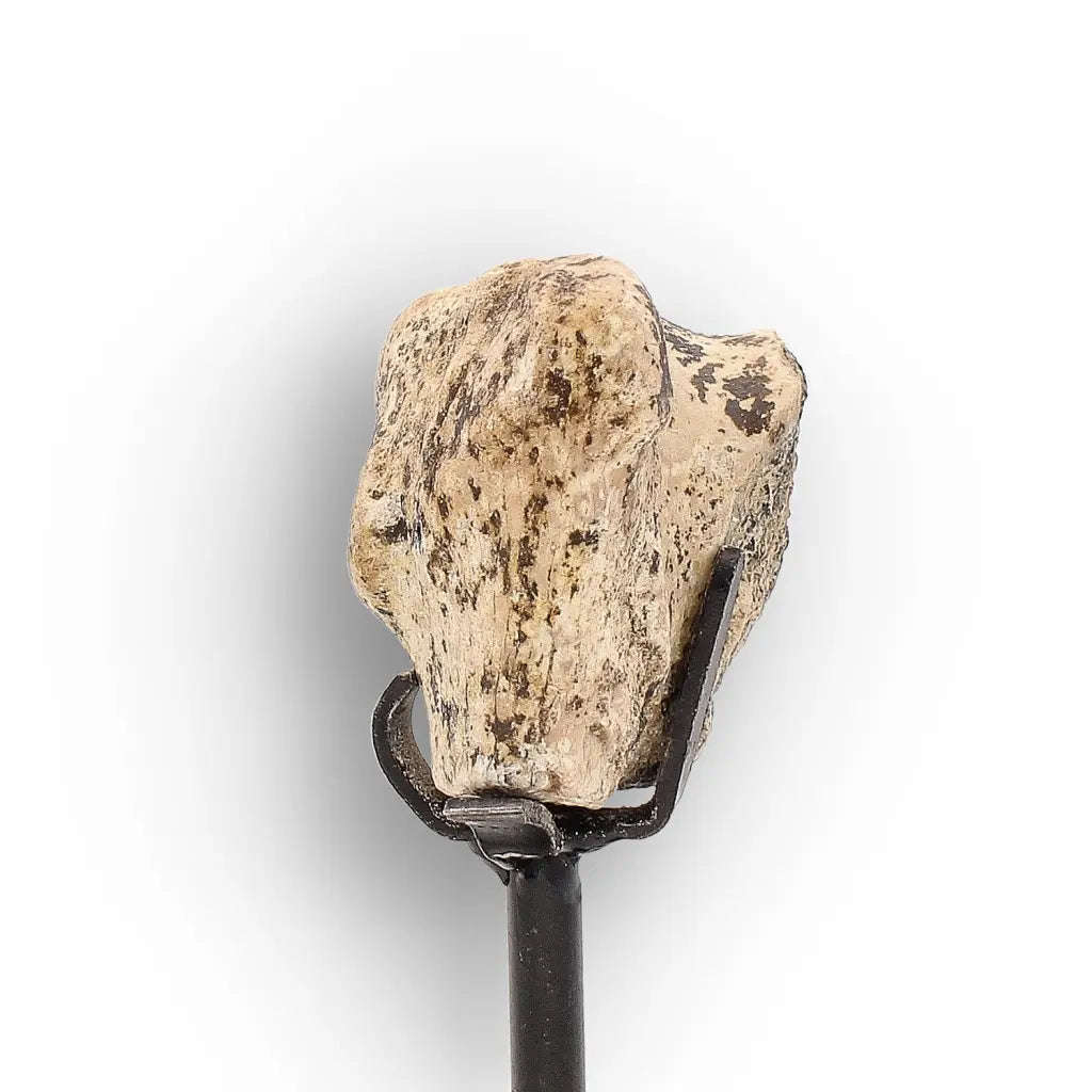 Megacerops (Brontotherium) Fossil Bone  Eocene Titanothere