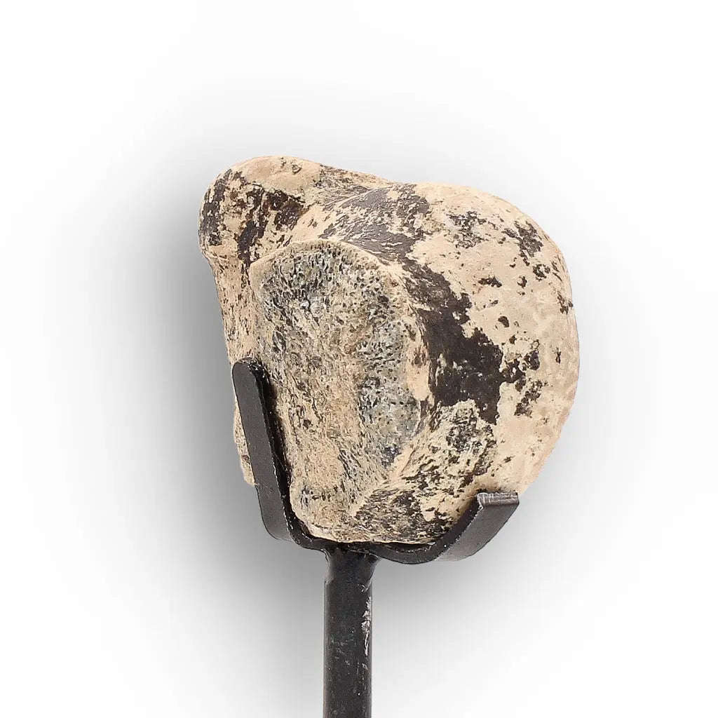 Megacerops (Brontotherium) Fossil Bone  Eocene Titanothere