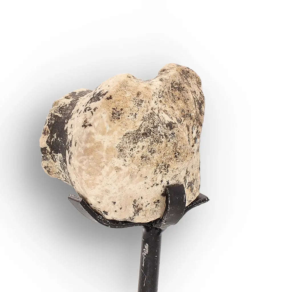 Megacerops (Brontotherium) Fossil Bone  Eocene Titanothere